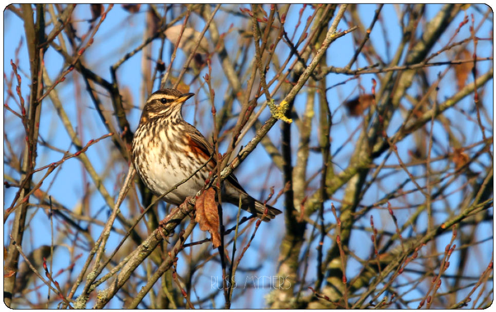 Recent Sightings 27th November - 3rd December 